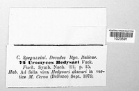Uromyces hedysari-obscuri image